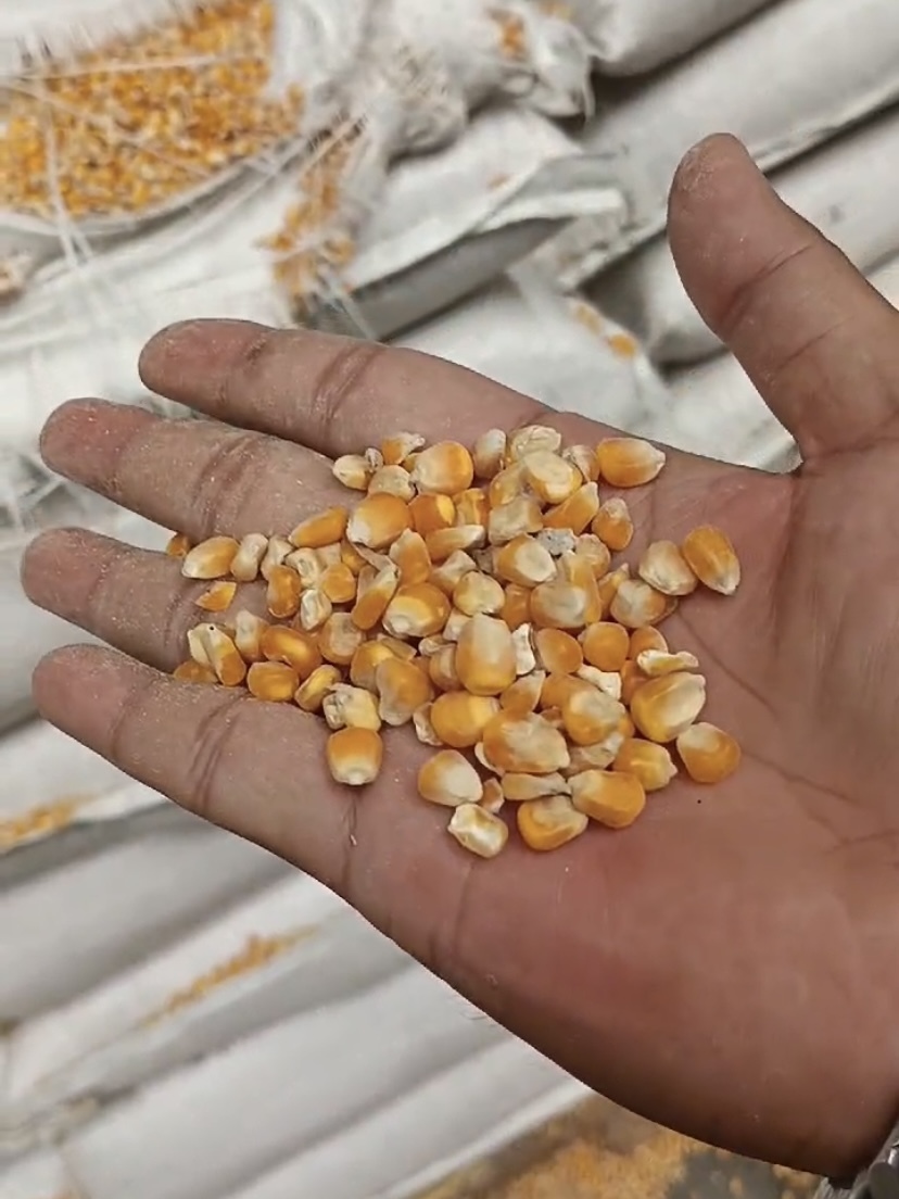 Jagung pipil kering kadar air rendah dari Damar Trading